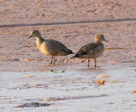 Image of Bernier's Teal