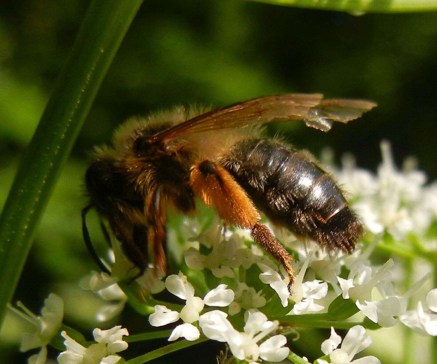 Image of Andrena nigroaenea (Kirby 1802)