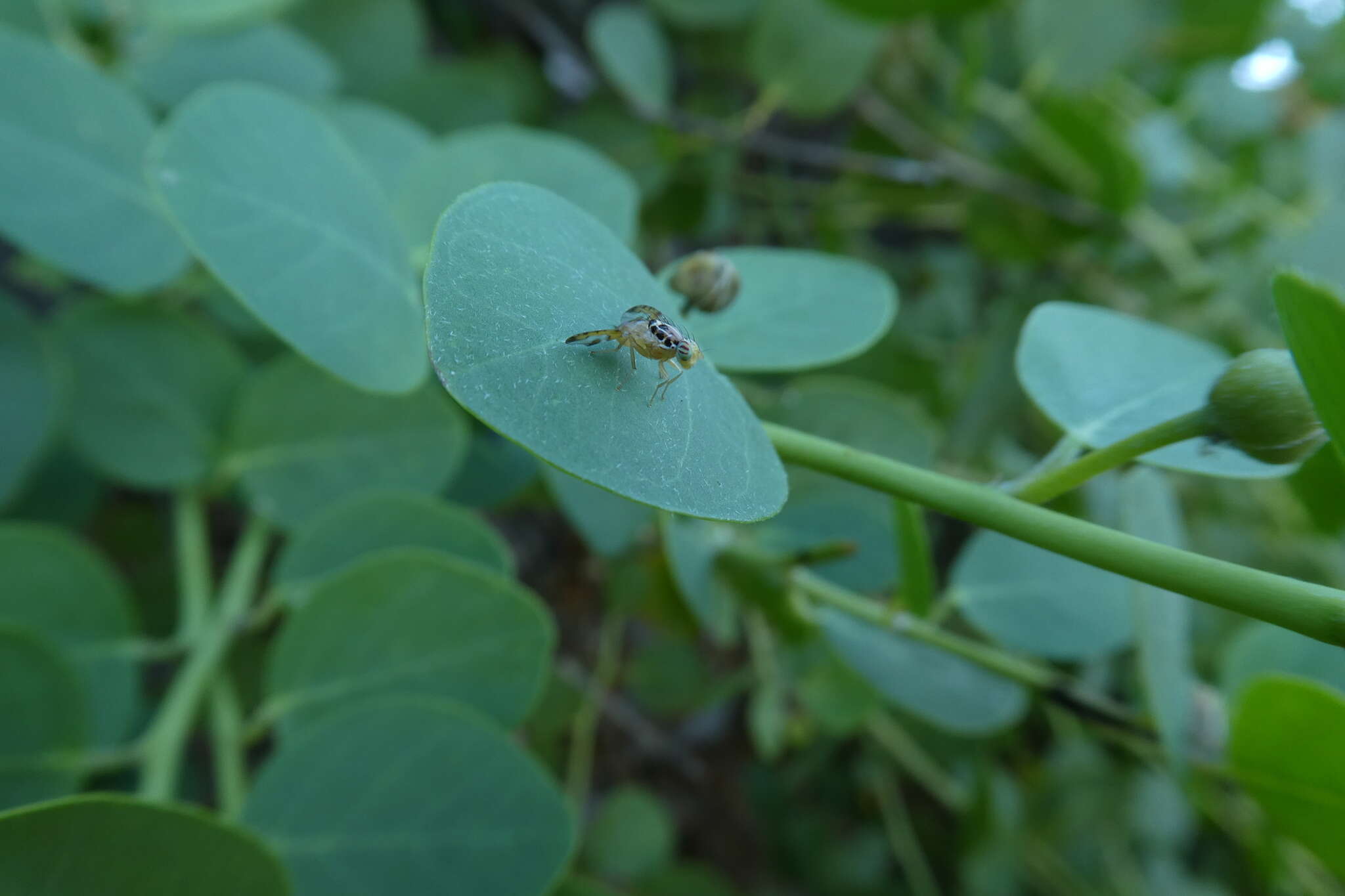 Image of Capparimyia savastani (Martelli 1911)