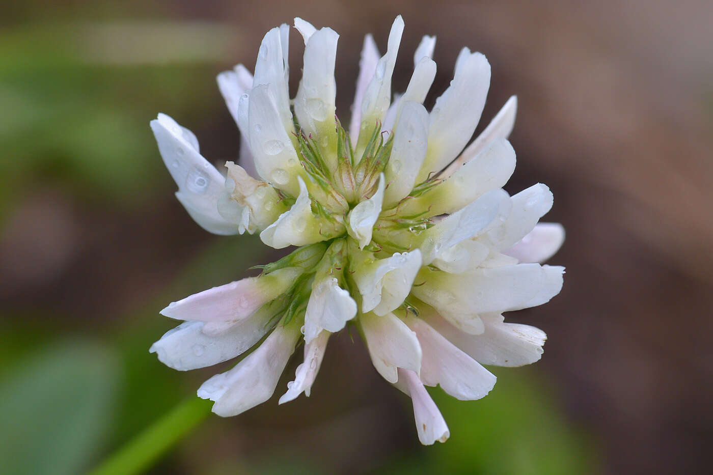 Image de Trifolium raddeanum Trautv.