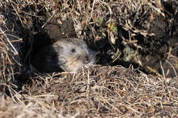 Image of Brown Lemming