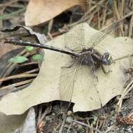 صورة Phanogomphus lividus (Selys 1854)