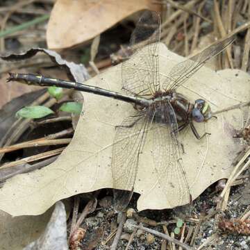 Image of Ashy Clubtail