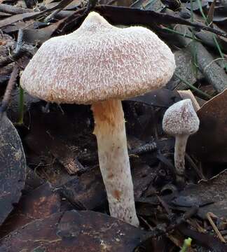 Image of Inocybe austrofibrillosa Grgur. 2002