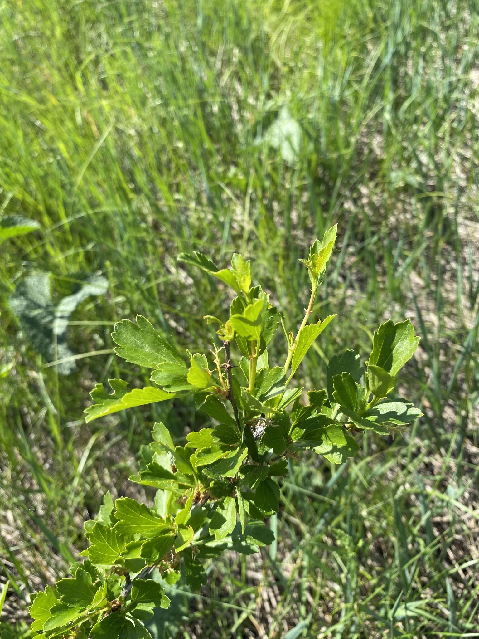 Plancia ëd Ribes diacanthum Pall.