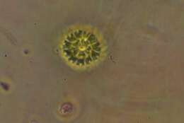 صورة Parapediastrum E. Hegewald 2005