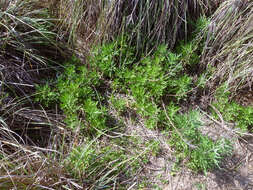 Image of Artemisia indica Willd.