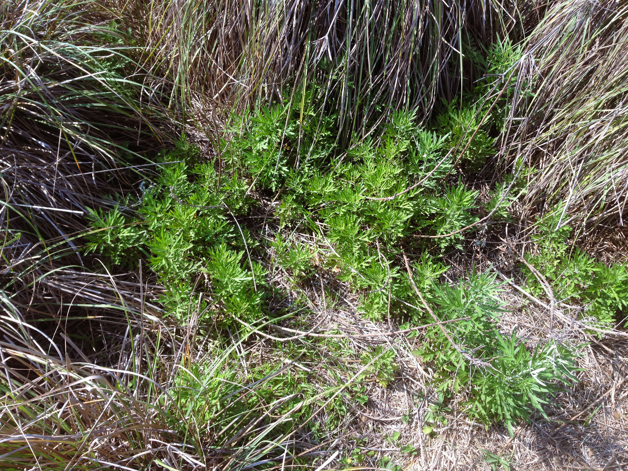 Image of Artemisia indica Willd.