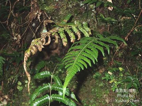 Image of Metathelypteris gracilescens (Bl.) Ching