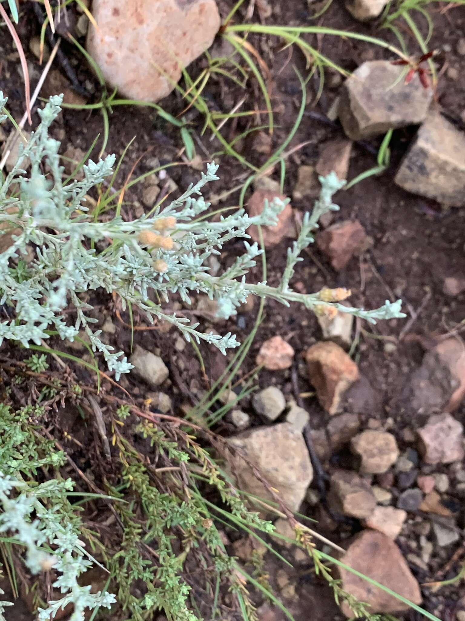 Image of Helichrysum dregeanum Harv. & Sond.