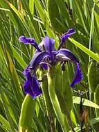 Image of Iris chrysographes Dykes
