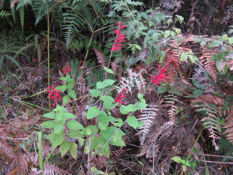 Image de Salvia cinnabarina M. Martens & Galeotti