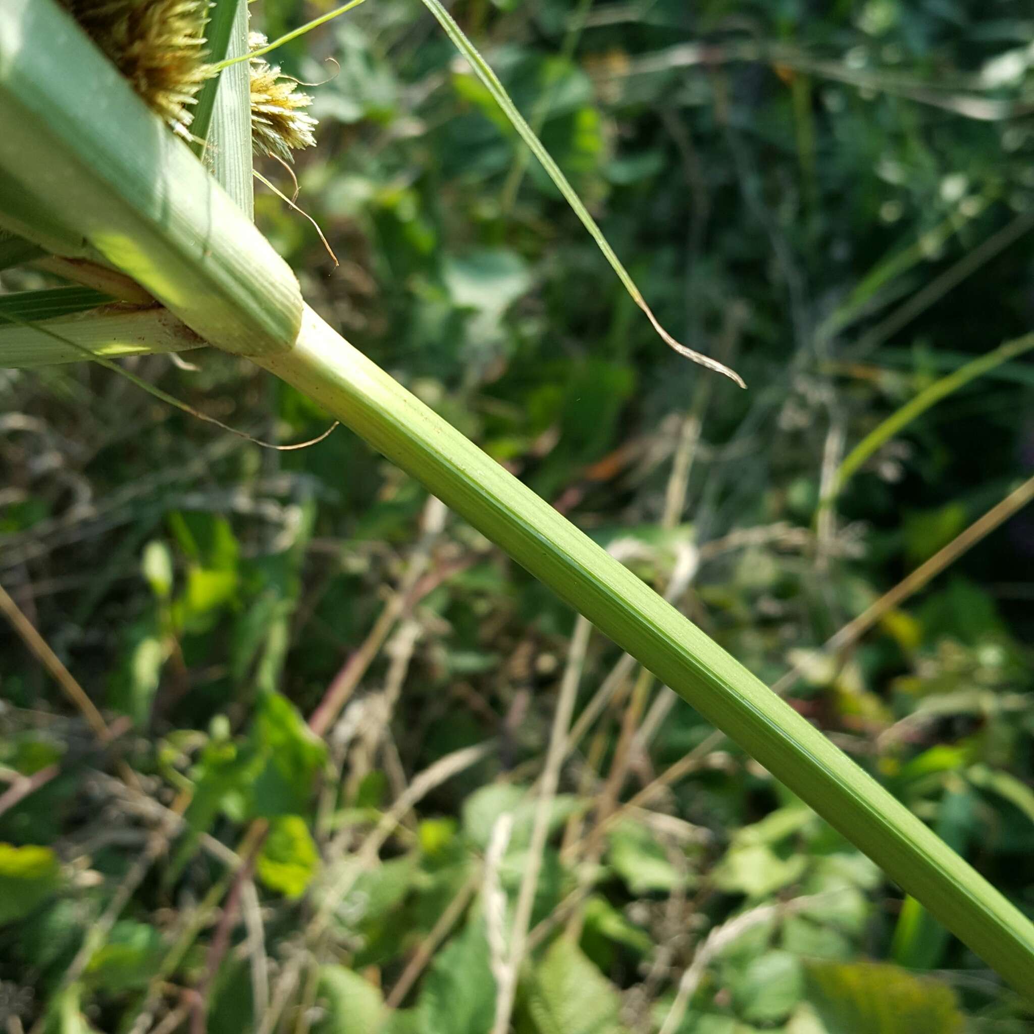 Image of Cyperus glomeratus L.