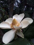 Image de Magnolia yarumalensis (Lozano) Govaerts