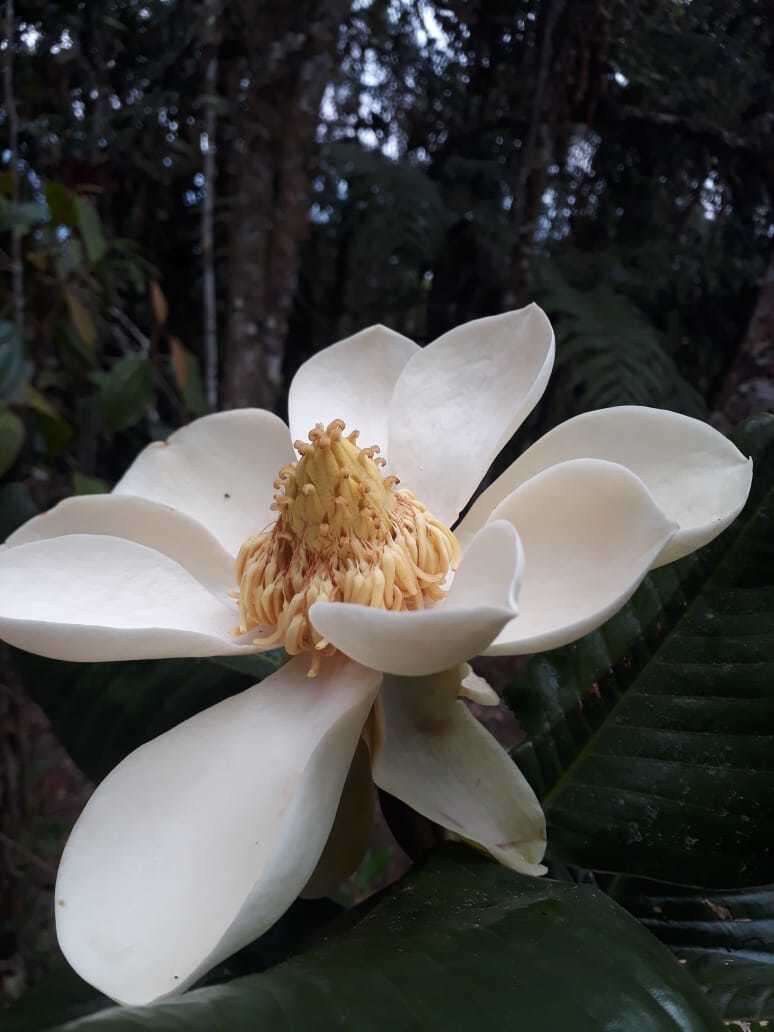 Image of Magnolia yarumalensis (Lozano) Govaerts