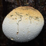 صورة Xylaria compuncta (Jungh.) Berk. 1854