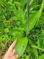 Image of Hosta sieboldii (Paxton) J. W. Ingram