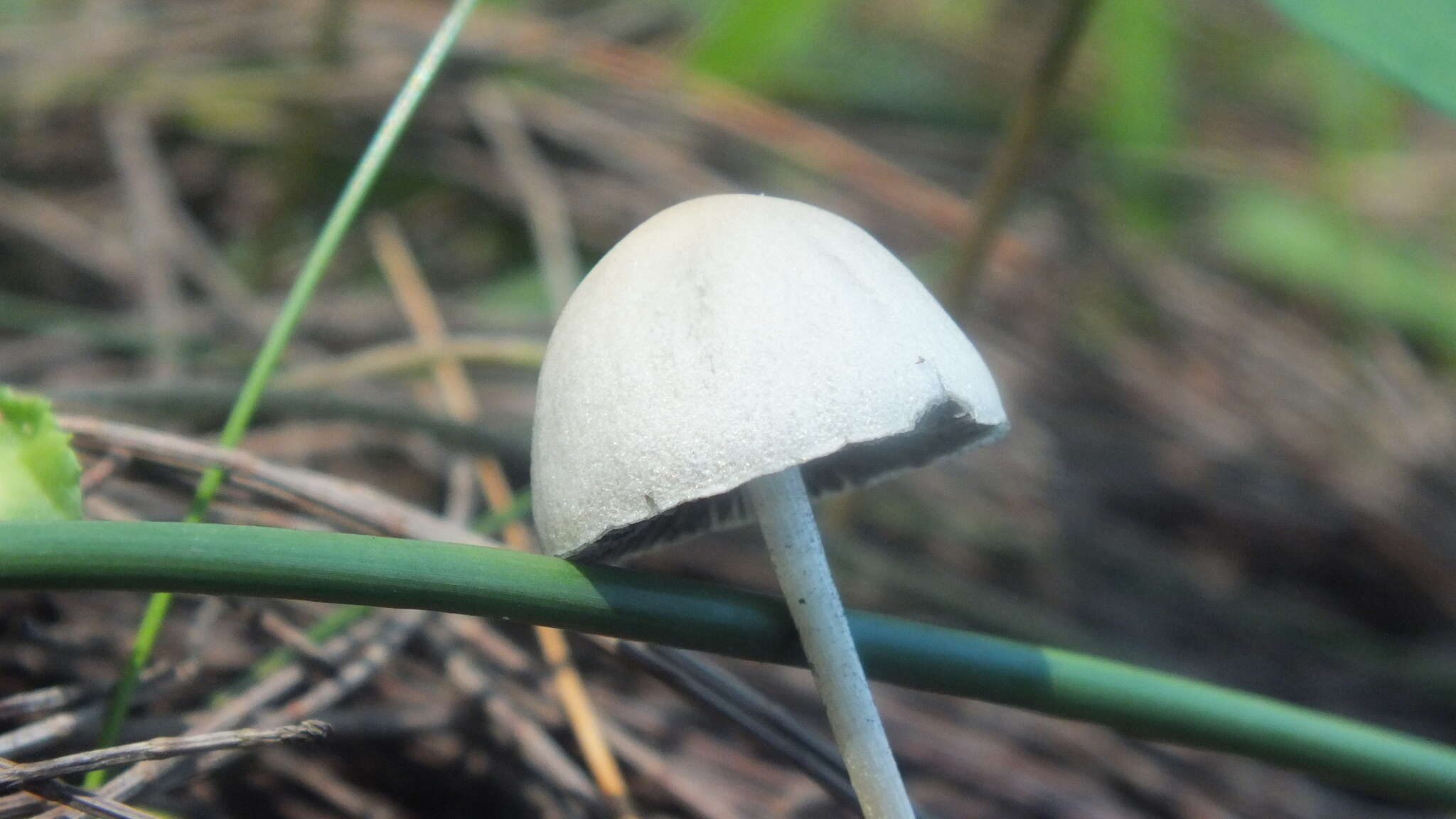 Image of Panaeolus antillarum (Fr.) Dennis 1961