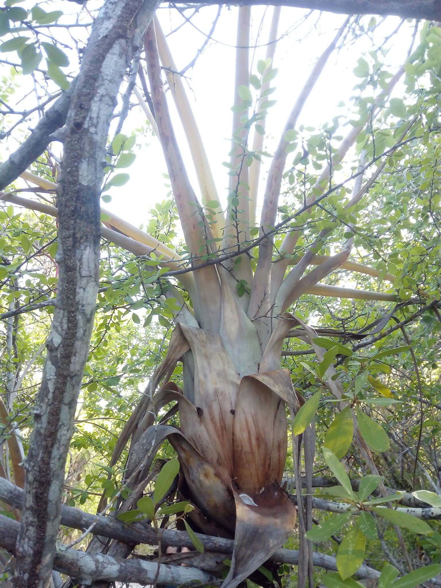 Imagem de Tillandsia huamelulaensis Ehlers