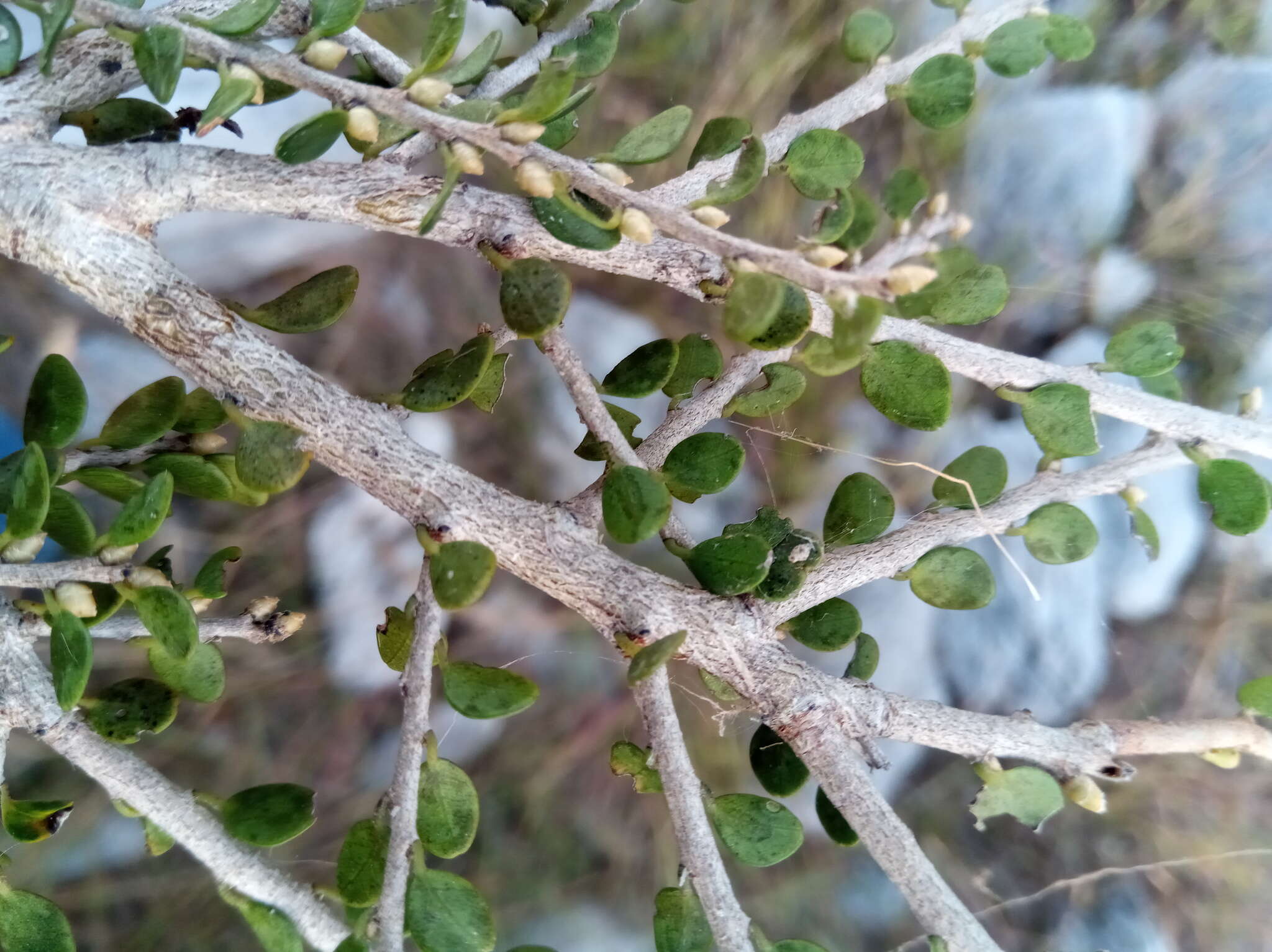 Sivun Diospyros myriophylla (H. Perrier) G. E. Schatz & Lowry kuva