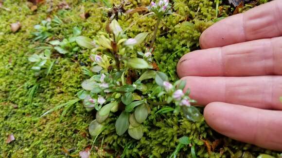 Gentianella spenceri (Kirk) T. N. Ho & S. W. Liu的圖片