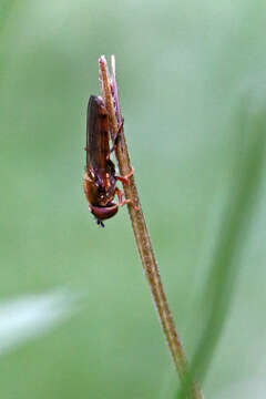 Image of Platycheirus scambus (Staeger 1843)