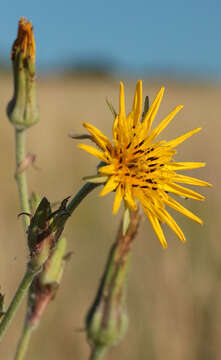 Image of Tragopogon dasyrhynchus Artemczuk