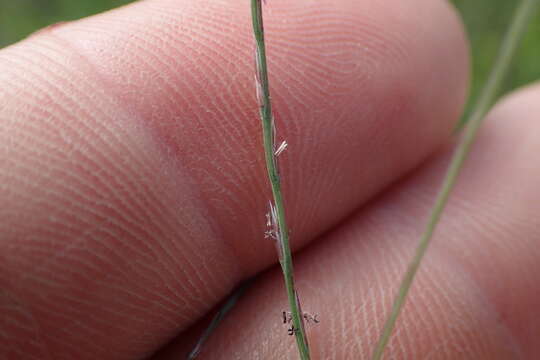 Image de Muhlenbergia paniculata (Nutt.) P. M. Peterson