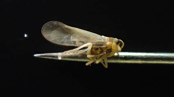 Image of Delphacid planthopper