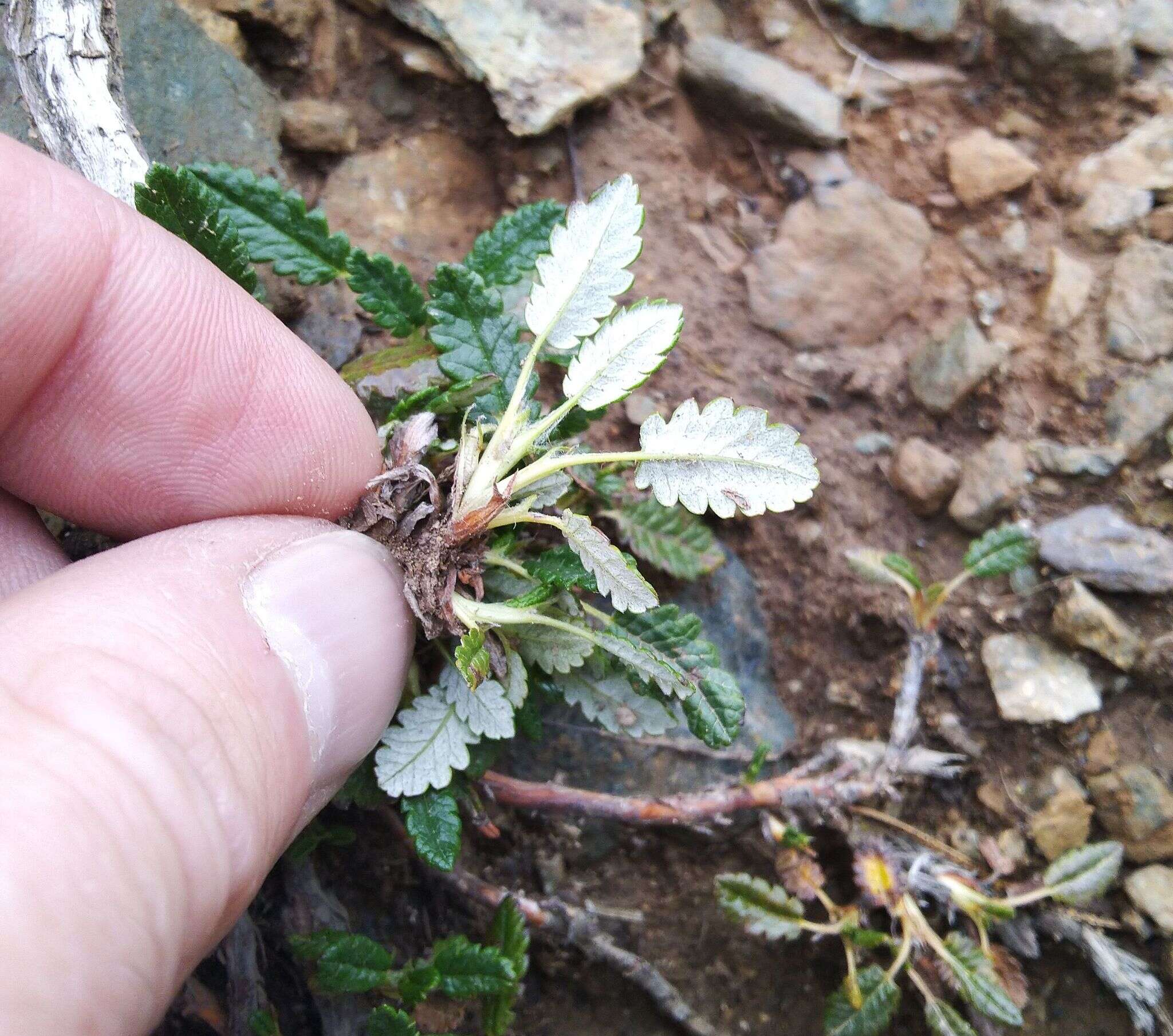 Imagem de Dryas octopetala subsp. oxyodonta (Juz.) Hult.