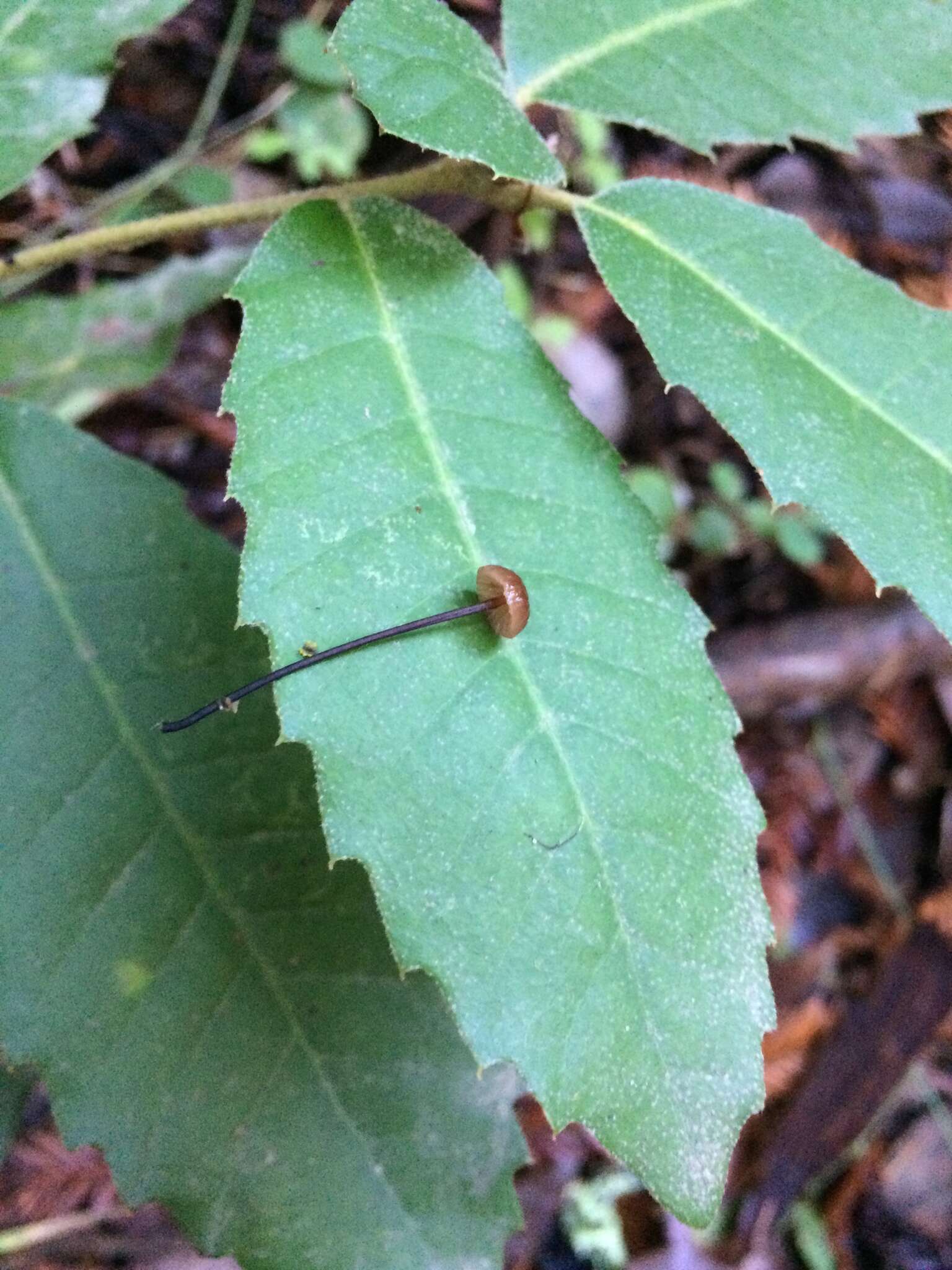 Image of Gymnopus androsaceus (L.) Della Maggiora & Trassin. 2014