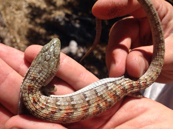 Image of Southern Alligator Lizard