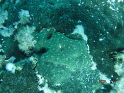 Image of green boring sponge