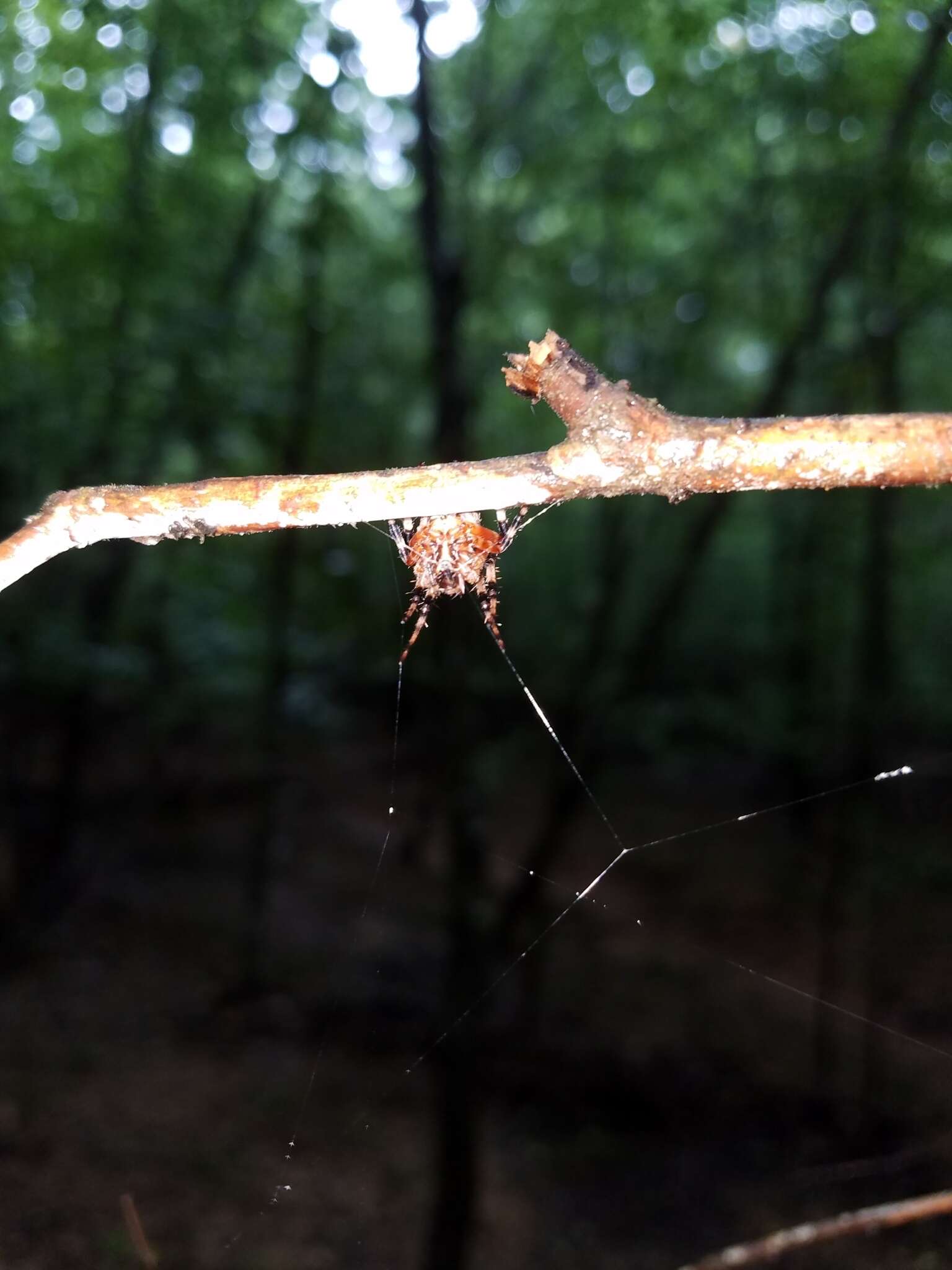 Image of Spotted Orbweaver