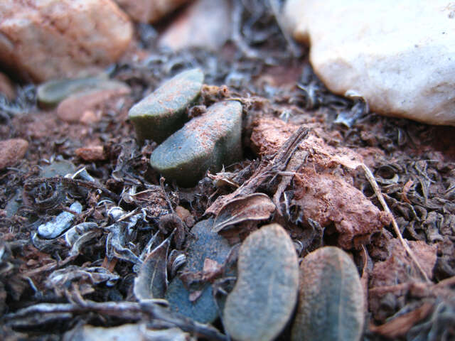 Image of Haworthia truncata var. truncata