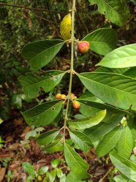 Image of Siparuna guianensis Aubl.