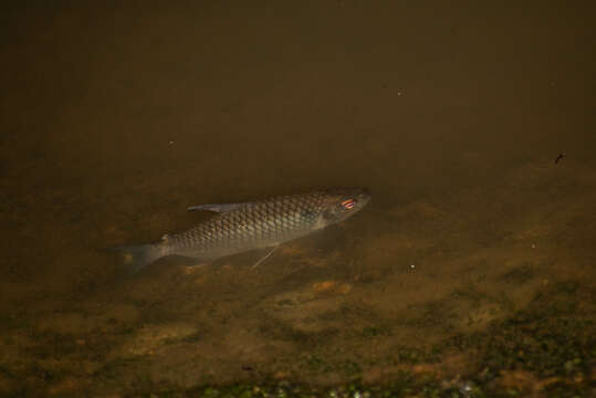 Image of Glass tetra