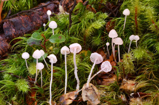 Слика од Mycena stevensoniae J. A. Cooper 2014