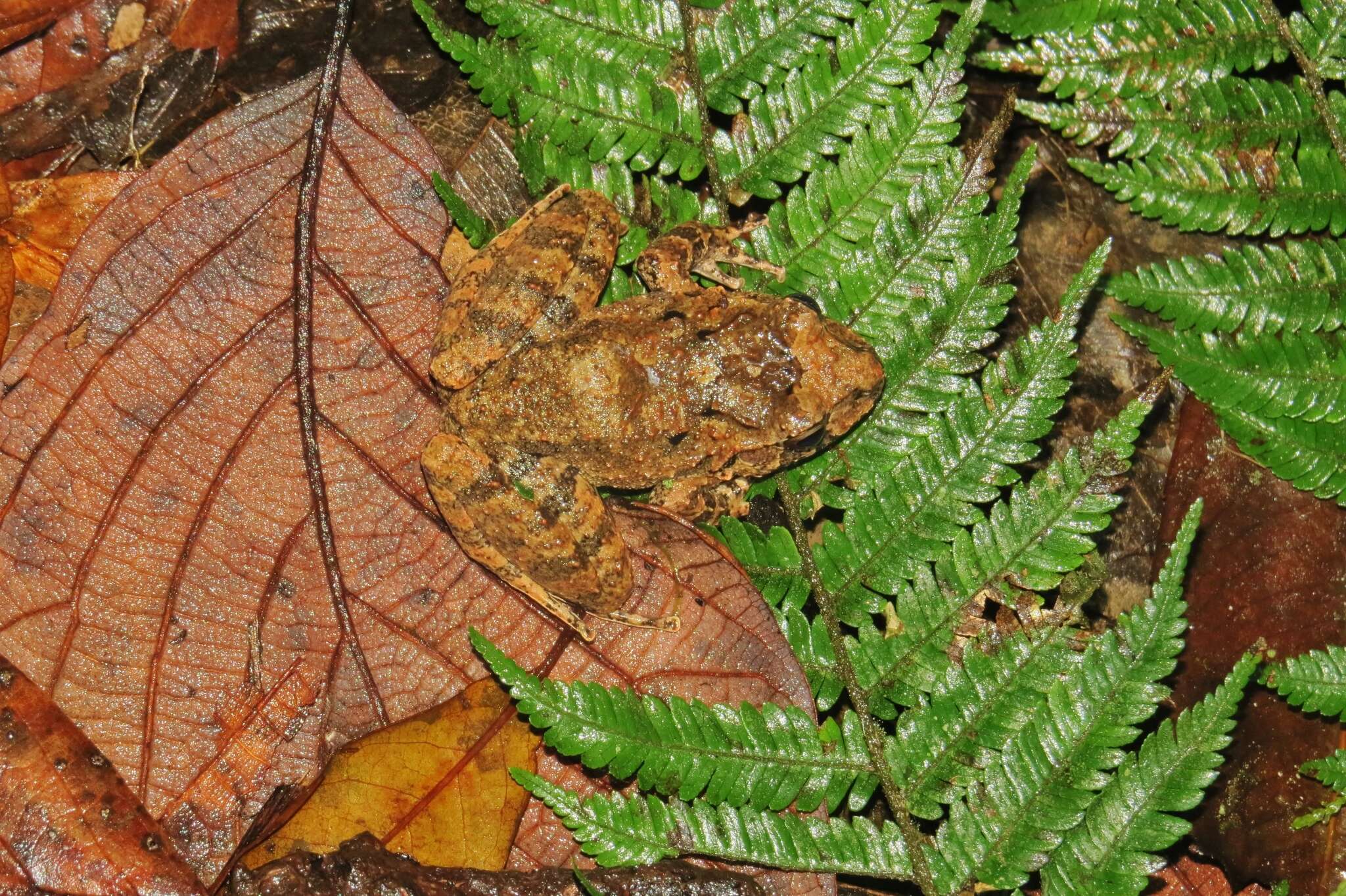 Image of Craugastor emleni (Dunn 1932)