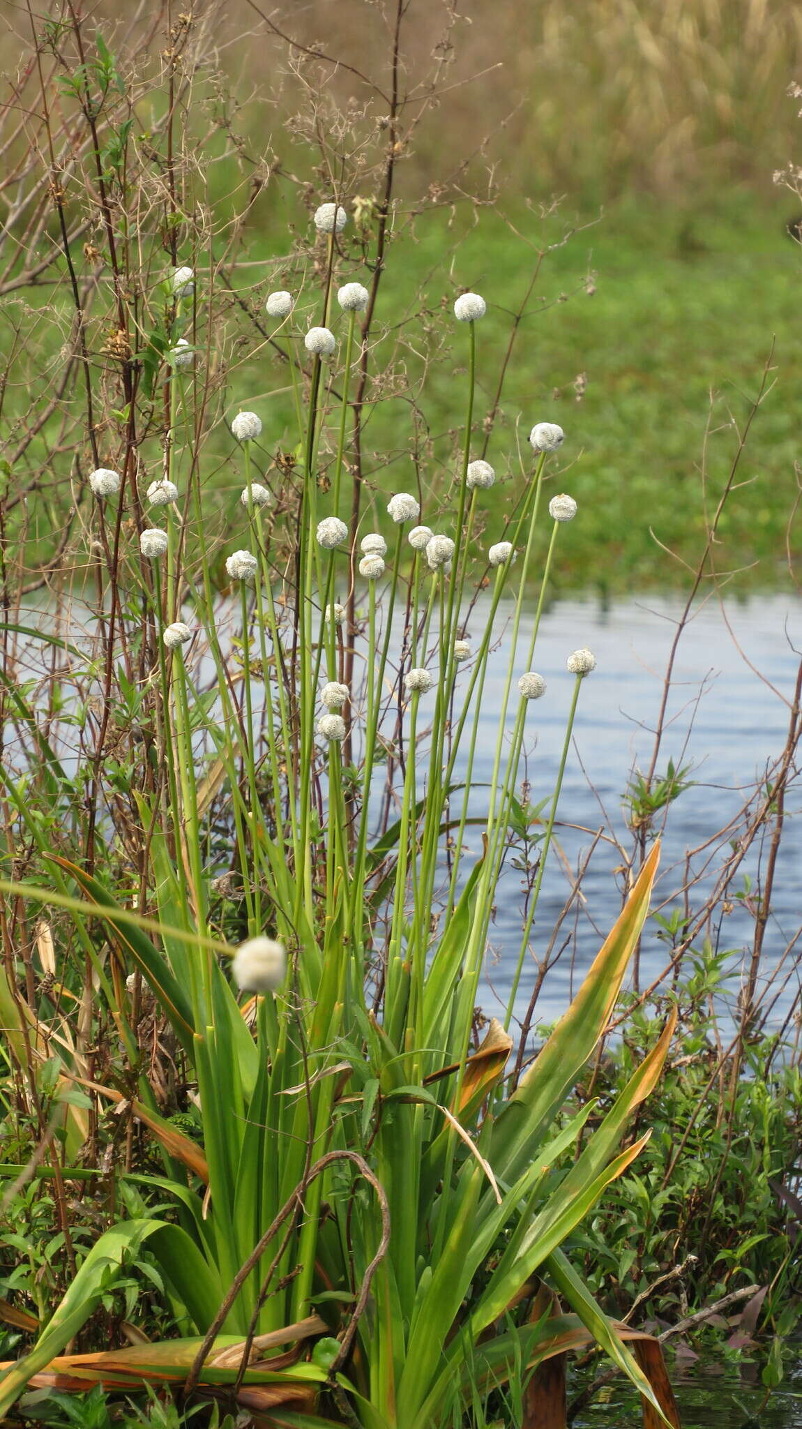 Image de Eriocaulon magnum Abbiatti