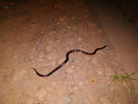 Image of Black Ground Snake