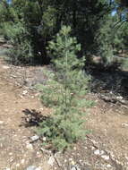 Image of singleleaf pinyon