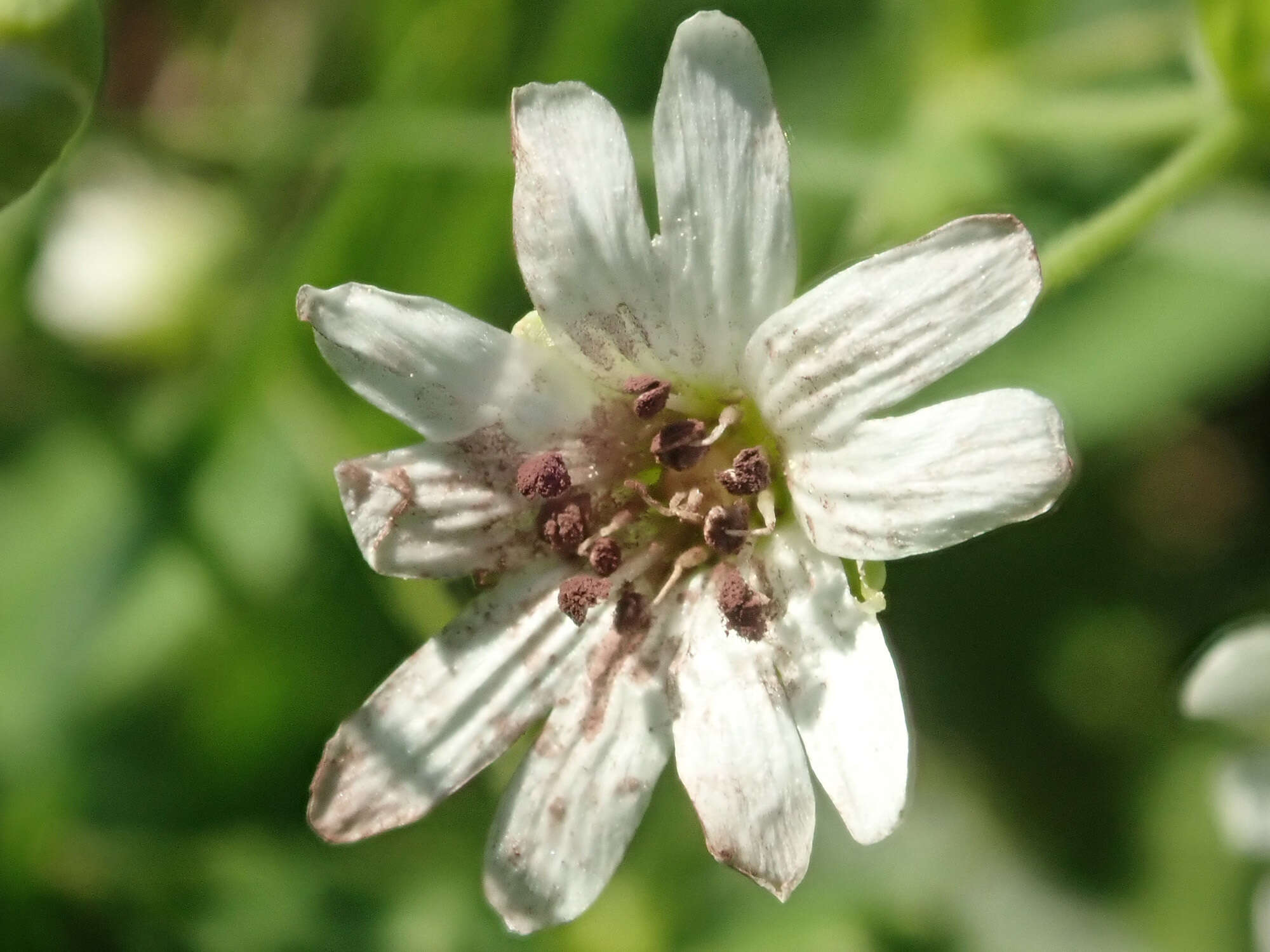 Imagem de Microbotryum stellariae (Sowerby) G. Deml & Oberw. 1982