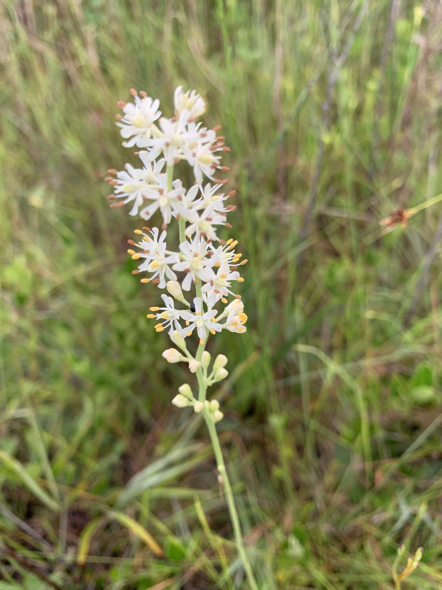 Image of coastal false asphodel