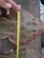 Image of Spineback guitarfish