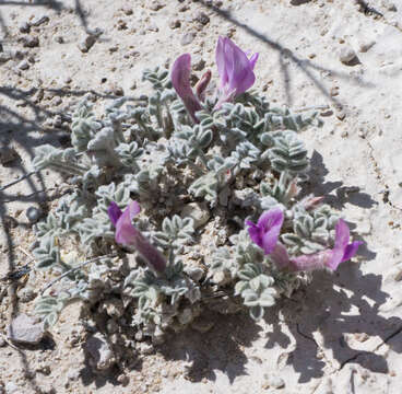 Image of Ash Meadows milkvetch