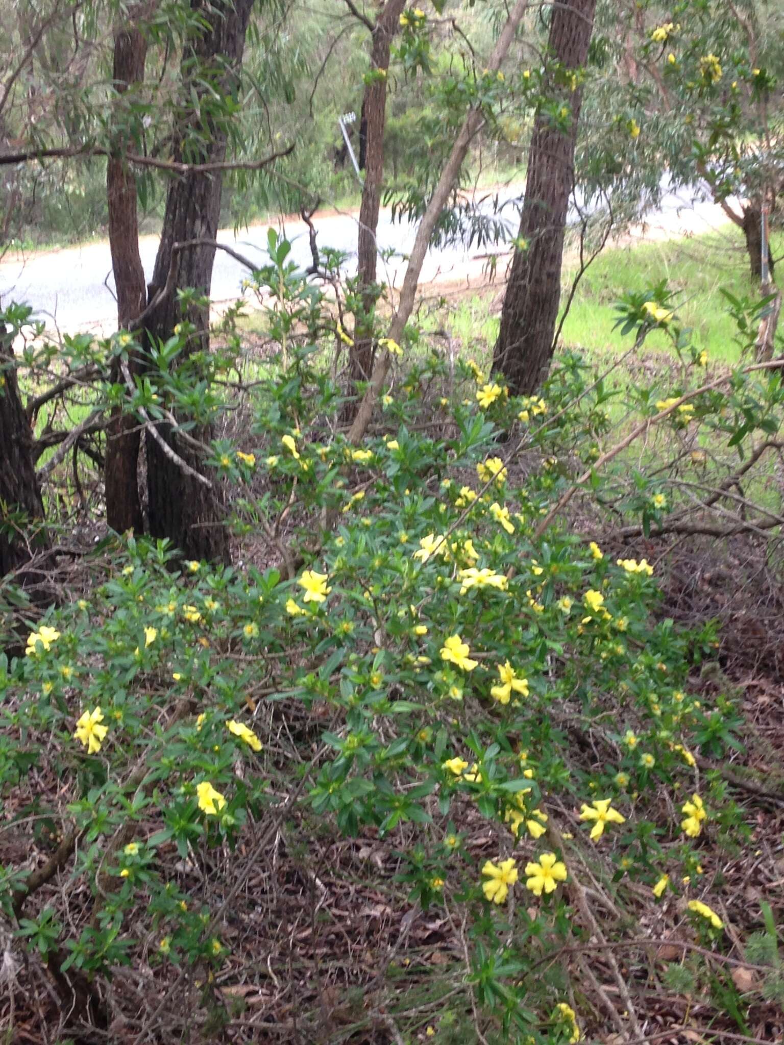 Image of Hibbertia cuneiformis (Labill.) Smith