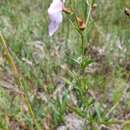 Imagem de Rhexia salicifolia Kral & Bostik