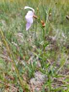 Imagem de Rhexia salicifolia Kral & Bostik