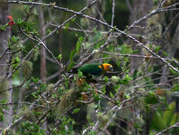 Image of Saffron-headed Parrot